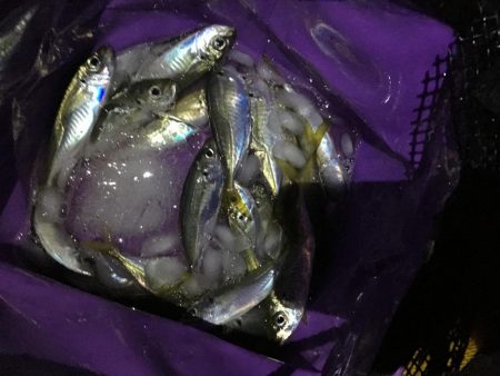 ジグサビキでアジとサバ